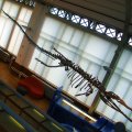 Dinozaurų laikais gyveno 9 m ilgio krokodilai