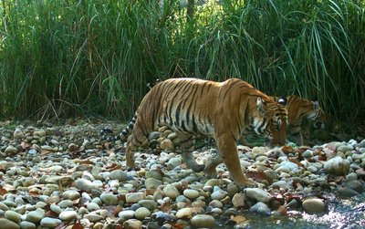 Bengališkas tigras Nepale (Nacionalinių parkų ir laukinės gyvūnijos apsaugos departamento nuotr.) 