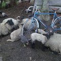 Viduklės avys - prasigėrusios ligonės