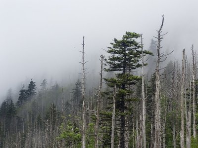 Medžiai patys atsakingi už rugščius lietus?