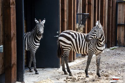 Zebrai sugrįžo į Lietuvos zoologijos sodą