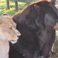 Neįtikėtina draugystė: tigras, lokys ir liūtas – neišskiriami