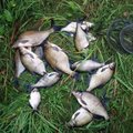 Kauno rajone sučiupti tinklais žuvį gaudę brakonieriai