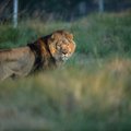 Policija Vokietijos sostinėje ieško palaido liūto: gyventojai įspėti