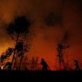Netoli Atėnų siaučia didelis miško gaisras