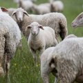 Vilniuje į gatvę išėjusi avių banda sutrikdė eismą