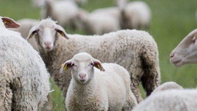 Vilniuje į gatvę išėjusi avių banda sutrikdė eismą