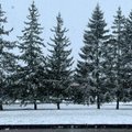 Весенний сюрприз: на части территории Литвы выпал снег