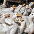 Lietuvos pašonėje plinta paukščių gripas: specialistai perspėja, kad pavojus kyla ir žmonėms