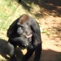 Goriliukė iš Brazilijos - pirmoji nelaisvėje Pietų Amerikoje gimusi gorila