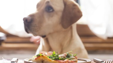 Maistas šunims: kaip žinoti, kokius kaulus jiems duoti