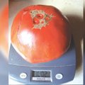 Derliaus gėrybės – kaip užaugintas kilograminis pomidoras