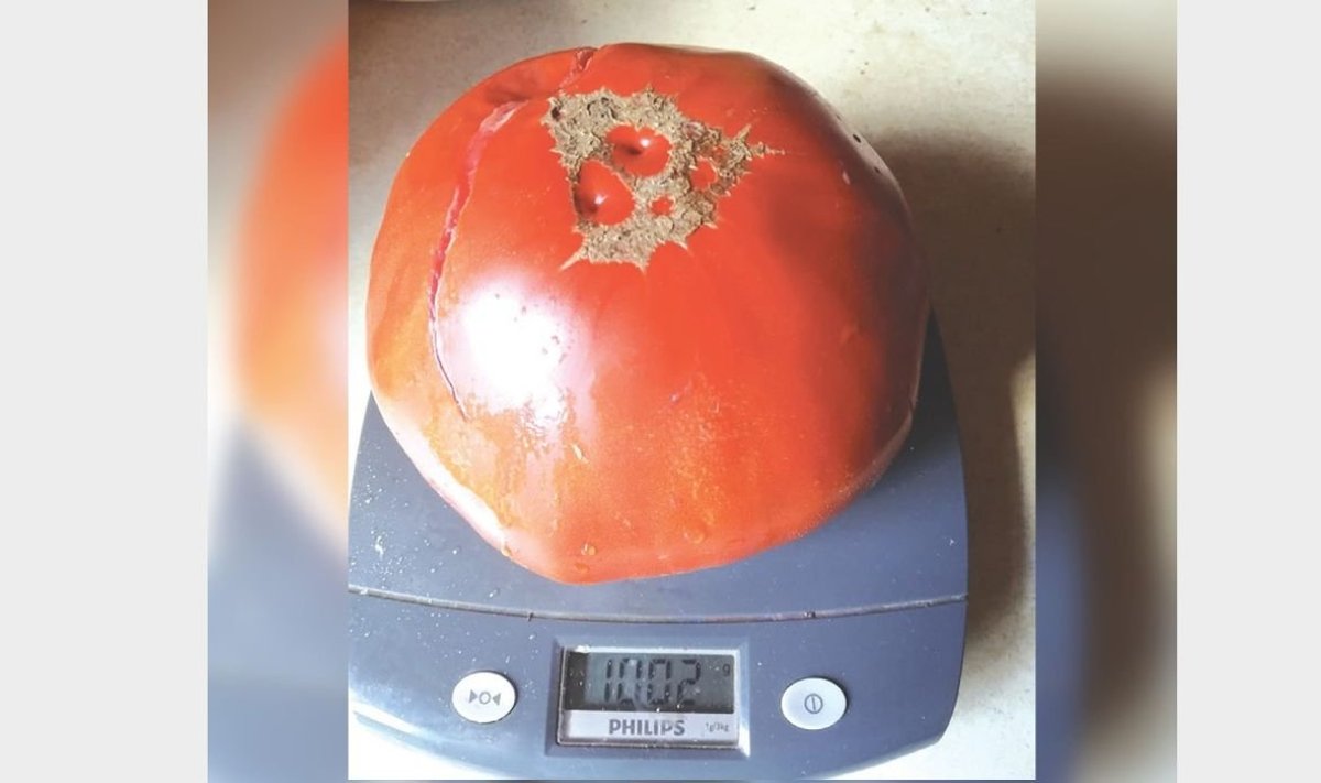 Gigantiškas pomidoras