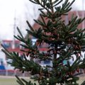 Discarded Christmas trees to be used for biofuel in Lithuania