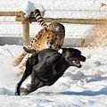 Įspūdingos nuotraukos: gepardas vejasi šunį tam, kad su juo pažaistų