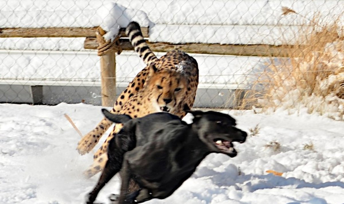Šuo ir gepardas dūksta šviežiai iškritusiame sniege