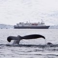 Rusijai iš „banginių kalėjimo“ paleidžia dar tris orkas