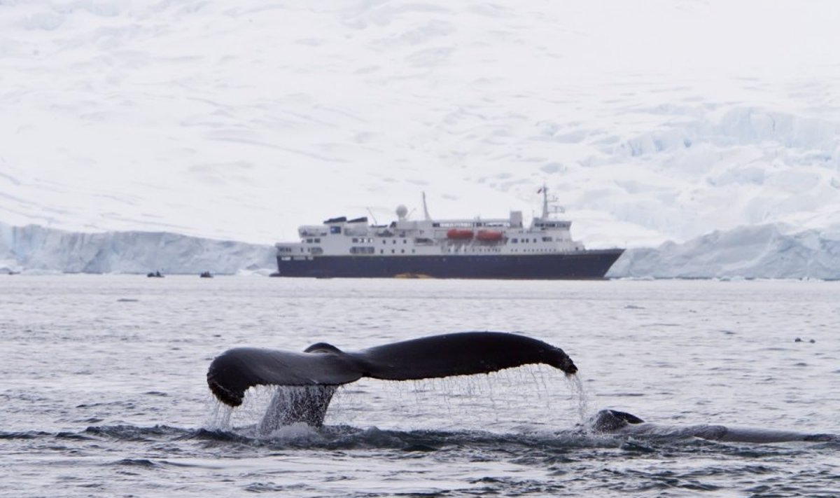 Kuprotasis banginis moja uodega netoli didžiulio laivo Antarktidoje