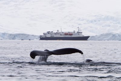 Kuprotasis banginis moja uodega netoli didžiulio laivo Antarktidoje