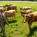 Pažangiame ūkyje didėja aubrakų galvijų banda