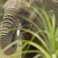 Meksikos zoologijos sodas priglaudė devynis dramblius iš Namibijos