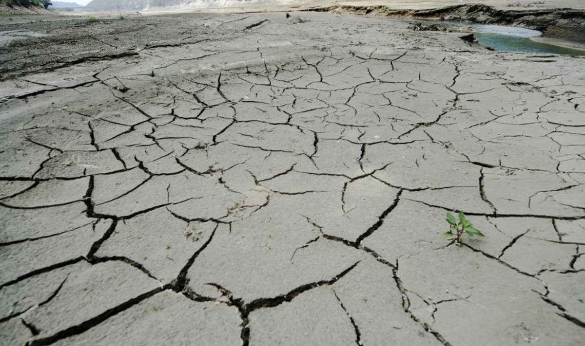 Mokslininkai sako, kad užsitęsusi sausra gali padaryti labai daug žalos