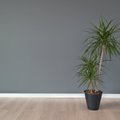Sausas patalpų oras: gerą mikroklimatą namuose gali užtikrinti kambariniai augalai