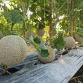 Naminių melionų sodinimas ir auginimas tiek lauke, tiek šiltnamyje: itin sunku nebus