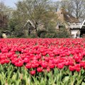 Magiškas gėlių grožis Olandijoje turi savo kainą: gydytoją pribloškė tyrimo atsakymai