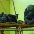 Šimpanzė Regina Olandijos rezervate rado globėją