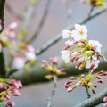Vilnius' sakura cherry blossoms finally bloom
