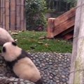 „Slaptas pandų gyvenimas" (IV): pandos jaunikliai aiškinasi santykius ir ieško užtarimo