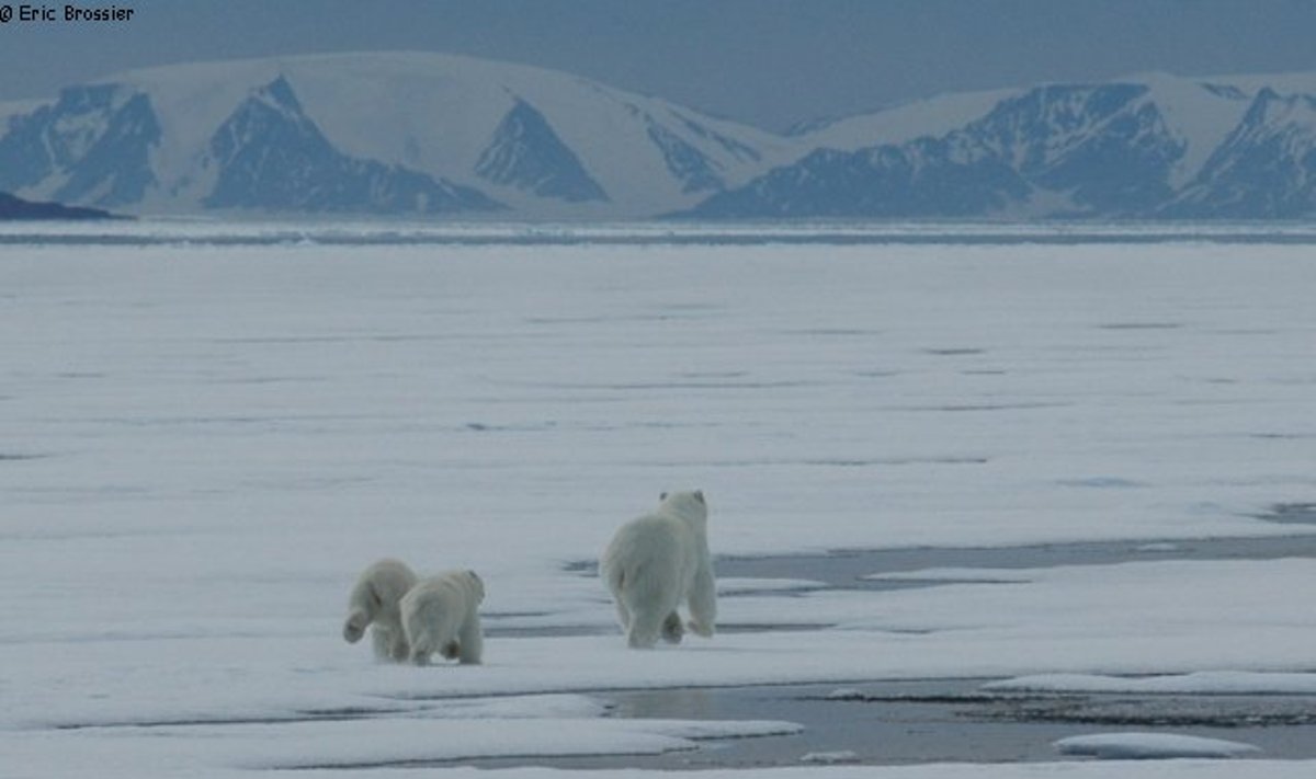 Gyvenimas burlaivyje Arktyje 