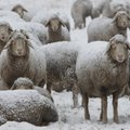 SMS siunčiančios avys – grėsmė vilkams