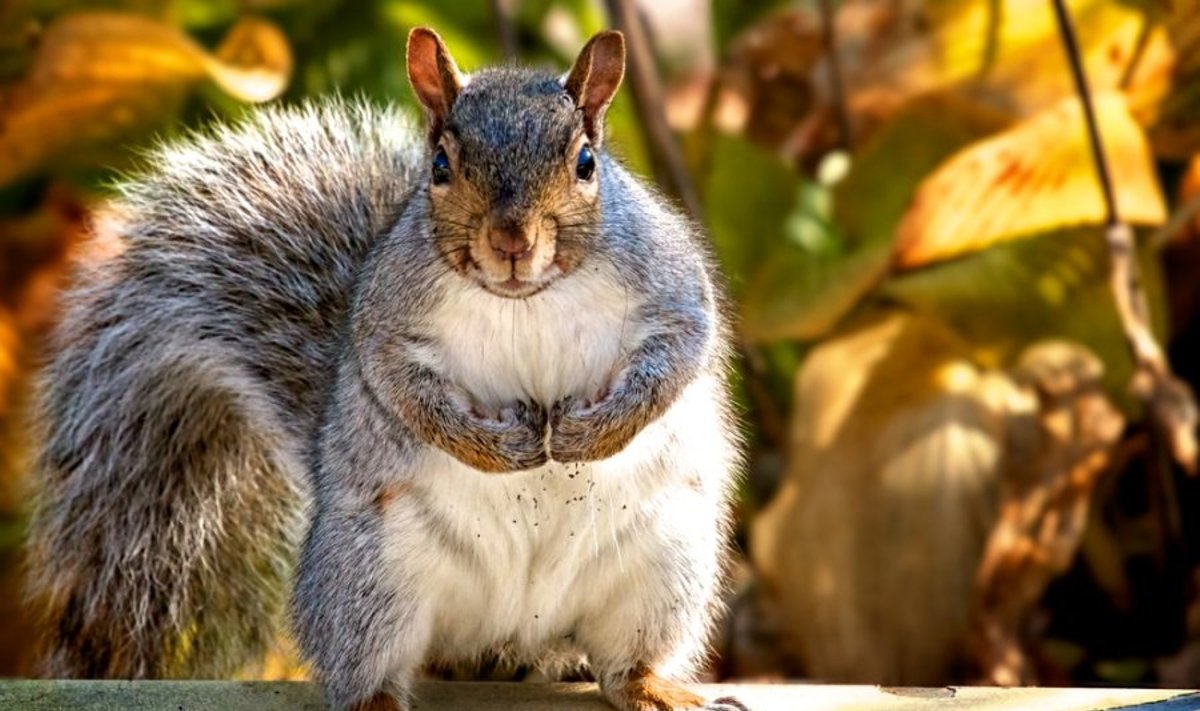 Pilkosios voverės kol kas  neįtaria mokslininkų sugalvotos klastos