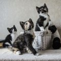 Žavingai kačiukų trijulei reikalingi šeimininkai