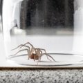 Siurbimas ir skandinimas nepadės: efektyvūs būdai, kaip atsikratyti vorų namuose