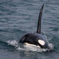 Penkios orkos "padavė į teismą" jūrų parką