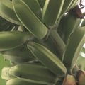 Kodėl Lietuvoje užaugę bananai nedžiugina ir kur ieškoti ananaso sėklų?