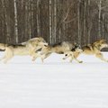 Šiaulių regione sumedžioti dar trys vilkai
