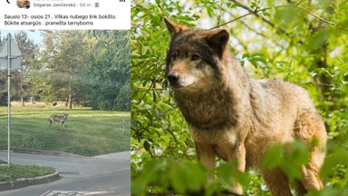 Karoliniškėse pastebėtas nelauktas svečias: medžiotojas pasakė, kaip atskirti, tai vilkas ar šuo