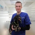Veterinarijos gydytojas Karolis: užmigdyti gyvūną dėl finansų stokos – nusikaltimas ir nepagarba profesijai