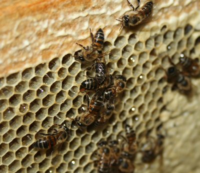  Šią savybę turinčios Apis mellifera capensis bitės slapta įsibrauna į Apis mellifera scutella avilius ir pradeda gaminti savo kopijas (motinėlės nereikia). Beje, klonai yra tikri veltėdžiai ir atsisako dirbti. Shutterstock/Wikipedia Discott nuotr.
