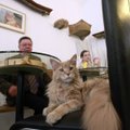 Kačių kavinė Vilniuje atvers duris, vos tik atsiras norinčiųjų išnuomoti jai patalpas