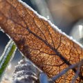 Синоптик: в Литве зафиксированы первые заморозки на поверхности почвы
