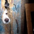 Baisiau negu baisu: vienkiemyje kankinta 14 šunų