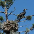 Kuršių nerijos paukščio rinkimai: tarp pirmaujančių - kormoranas