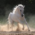Žirgų „mama” svajoja apie baltą žirgą