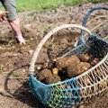 Laukia liūdnas bulviakasis: bulvių laukų mažėja, derlius menksta ir brangsta