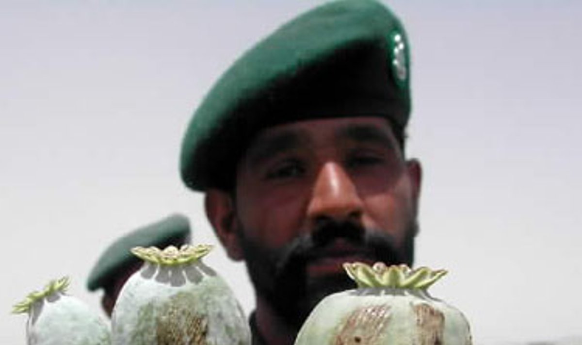 Pakistano karys laiko pluoštą aguonų, iš kurių gaminamas opiumas. Pakistano pajėgos pirmadienį sunaikino aguonų laukus netoli Afganistano sienos.